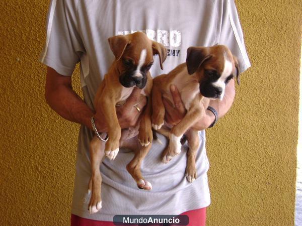 OFERTA CACHORROS BOXER