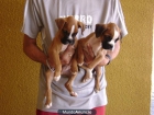 OFERTA CACHORROS BOXER - mejor precio | unprecio.es