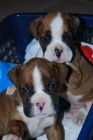 si buscas un buen BOXER CON PEDIGREE 350 EUROS - mejor precio | unprecio.es