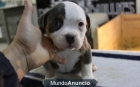 vendo camada de american bully - mejor precio | unprecio.es