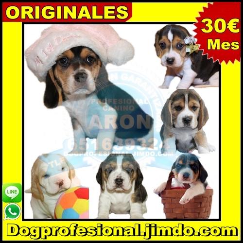 Venta cachorro beagle