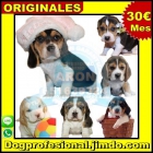 Venta cachorro beagle - mejor precio | unprecio.es