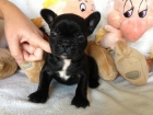 Camada de bulldog frances - mejor precio | unprecio.es