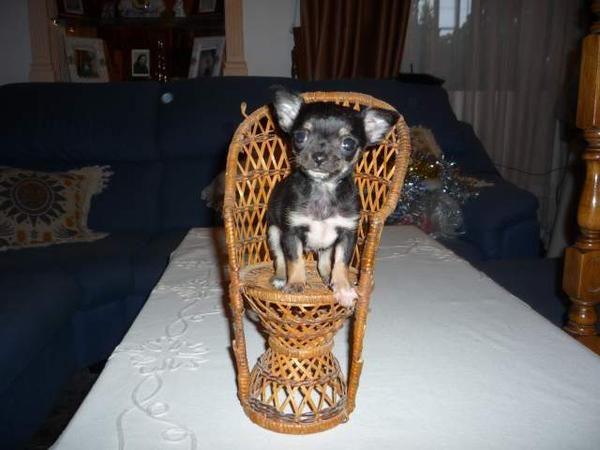 Chihuahua Mini Macho