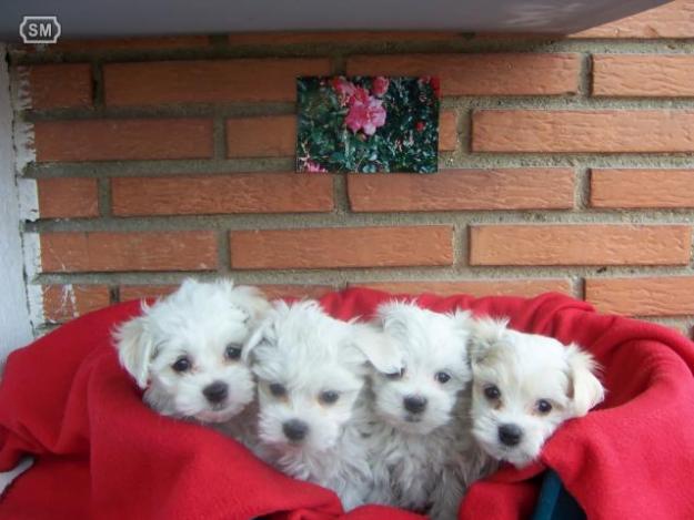 excelente camada de bichon maltes