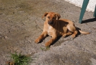 Regalo cachorros mestizos para 3 hogares cariñosos - mejor precio | unprecio.es