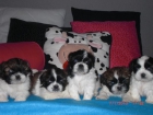 Ultimos Cachorros Shih-Tzu - mejor precio | unprecio.es