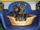 YORKSHIRE TERRIER - mejor precio | unprecio.es