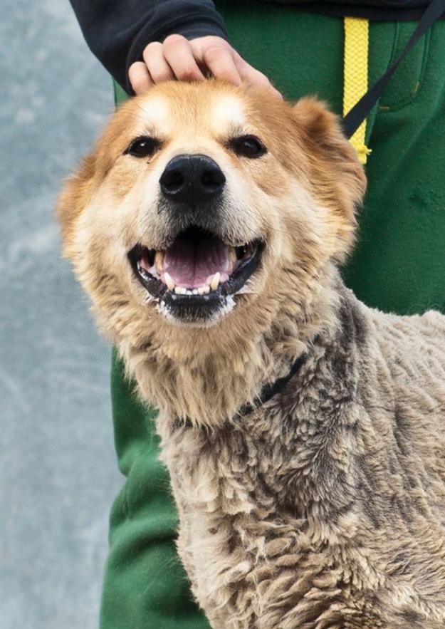 Lanas, precioso pastor en adopción