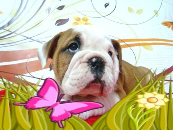 BULLDOG INGLES EXCELENTES CAMADA DE MACHOS Y HEMBRAS