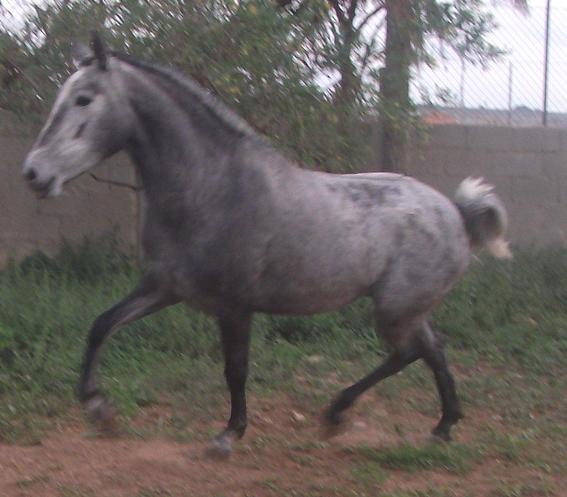 CABALLOS BAYONA -- YEGUA PRE ECONOMICA