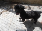 cachorro abandonado busca familia urgente - mejor precio | unprecio.es