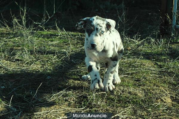 Cachorros Dogo Aleman y Gran Danes