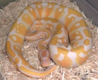 Jóvenes 1,2 Albino Python - mejor precio | unprecio.es