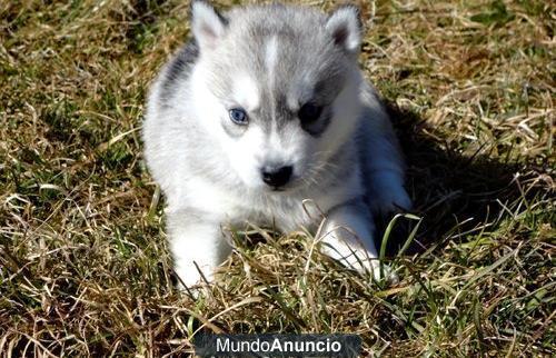 lindo y hermoso ojos azules siberian husky