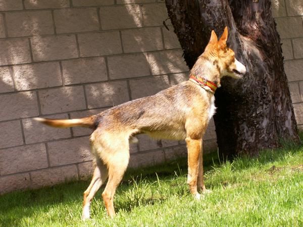 Podenco talla chica para montas