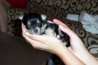 vendo yorki - mejor precio | unprecio.es