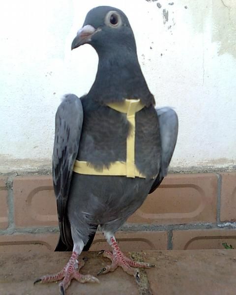 vengo palomas mensajeras