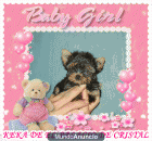 yorkshire terrier cachorritos toys y miniaturas nacionales con pedigri de loe - mejor precio | unprecio.es
