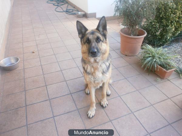 Regalo Pastor Alemán Pura Raza 4años