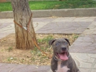 american staffor - mejor precio | unprecio.es