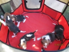 Beagles cachorros tricolores nueva camada - mejor precio | unprecio.es