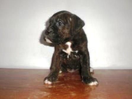 boxer espectaculares cachorros