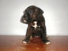 boxer espectaculares cachorros - mejor precio | unprecio.es