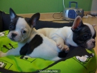 BULLDOG FRANCES: BLANQUITO COMO LA NIEVE - mejor precio | unprecio.es