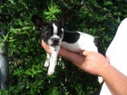 BULLDOG FRANCES DE DOS MESES 450 - mejor precio | unprecio.es