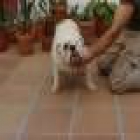 Cachorros buldog ingles de altisima calidad - mejor precio | unprecio.es