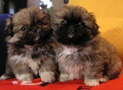 CACHORROS DE SHIH TZU Y LASHA APSO