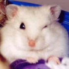 hamster ruso blanco - mejor precio | unprecio.es