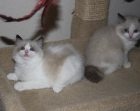 lindos Ragdoll  gatitos - mejor precio | unprecio.es