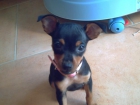 mini pinscher con 2 meses - mejor precio | unprecio.es