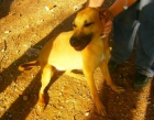 necesita adopcion - mejor precio | unprecio.es