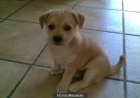 Se regala cachorro macho de perro pequeño en Elche - mejor precio | unprecio.es