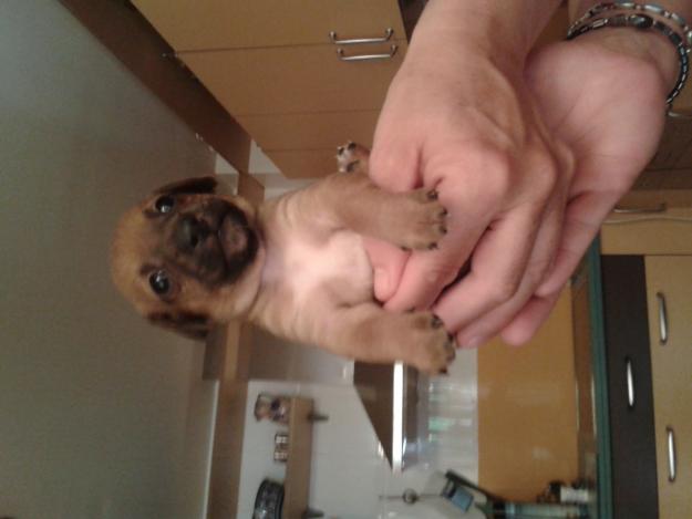 Se regalan perros