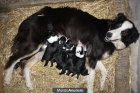 Se venden cachorros Border Collie - mejor precio | unprecio.es