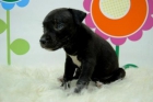 Staffordshire Bull terrier    PERRITOS AL ALCANZE  DE TODOS LOS BOLSILLOS - mejor precio | unprecio.es