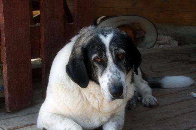 YOLISA, MASTINA ABANDONADA EN SEVILLA