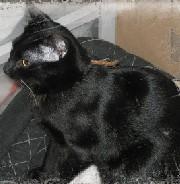 Adopta a Timaru y Tobruk te están esperando en Madrid Felina
