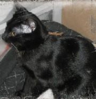 Adopta a Timaru y Tobruk te están esperando en Madrid Felina - mejor precio | unprecio.es