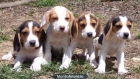 BEAGLES 250€ - mejor precio | unprecio.es