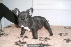 Busco bulldog frances - mejor precio | unprecio.es