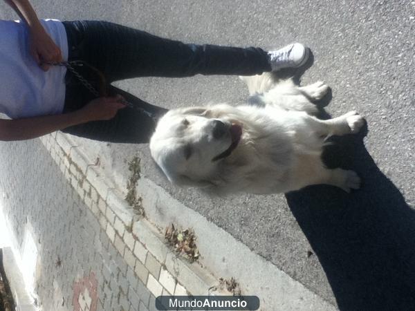 busco novia para mi perro golden retriever con pedigrí