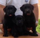 Cachorritos de labrador retriever con garantías - mejor precio | unprecio.es