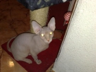 cachorros de sphynx 700  negociables - mejor precio | unprecio.es