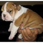 Calidad Bulldog Inglés. - mejor precio | unprecio.es