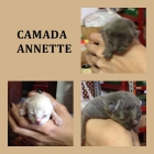 CAMADA ANNETTE. Tres hermosos gatitos buscan adopción o acogida, los quieren sacrificarrr! - mejor precio | unprecio.es
